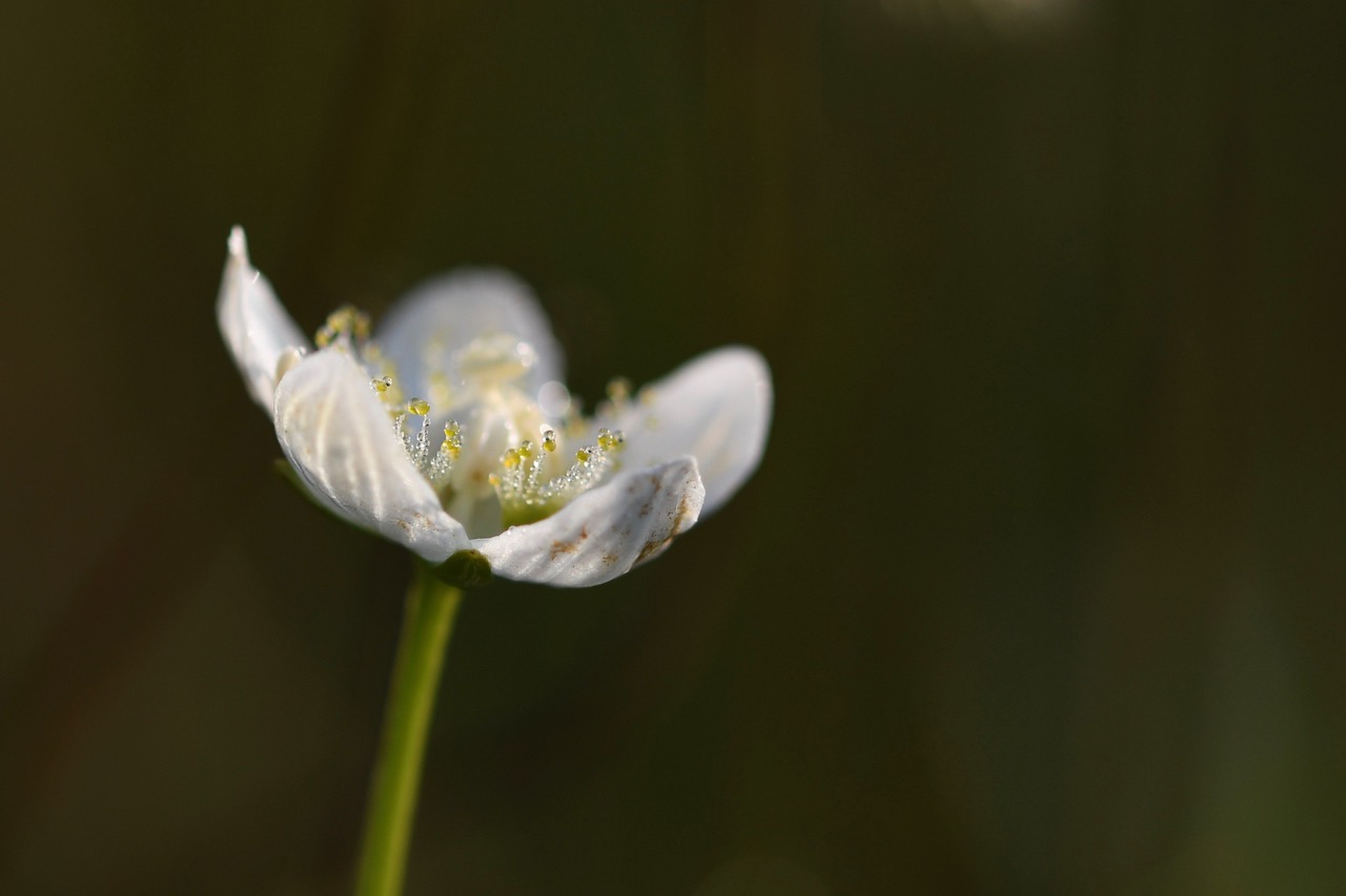 Plantenwerkgroep