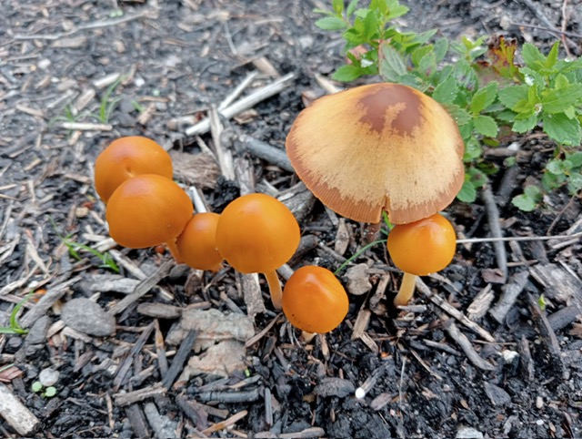 Anderhalf Natuurtje