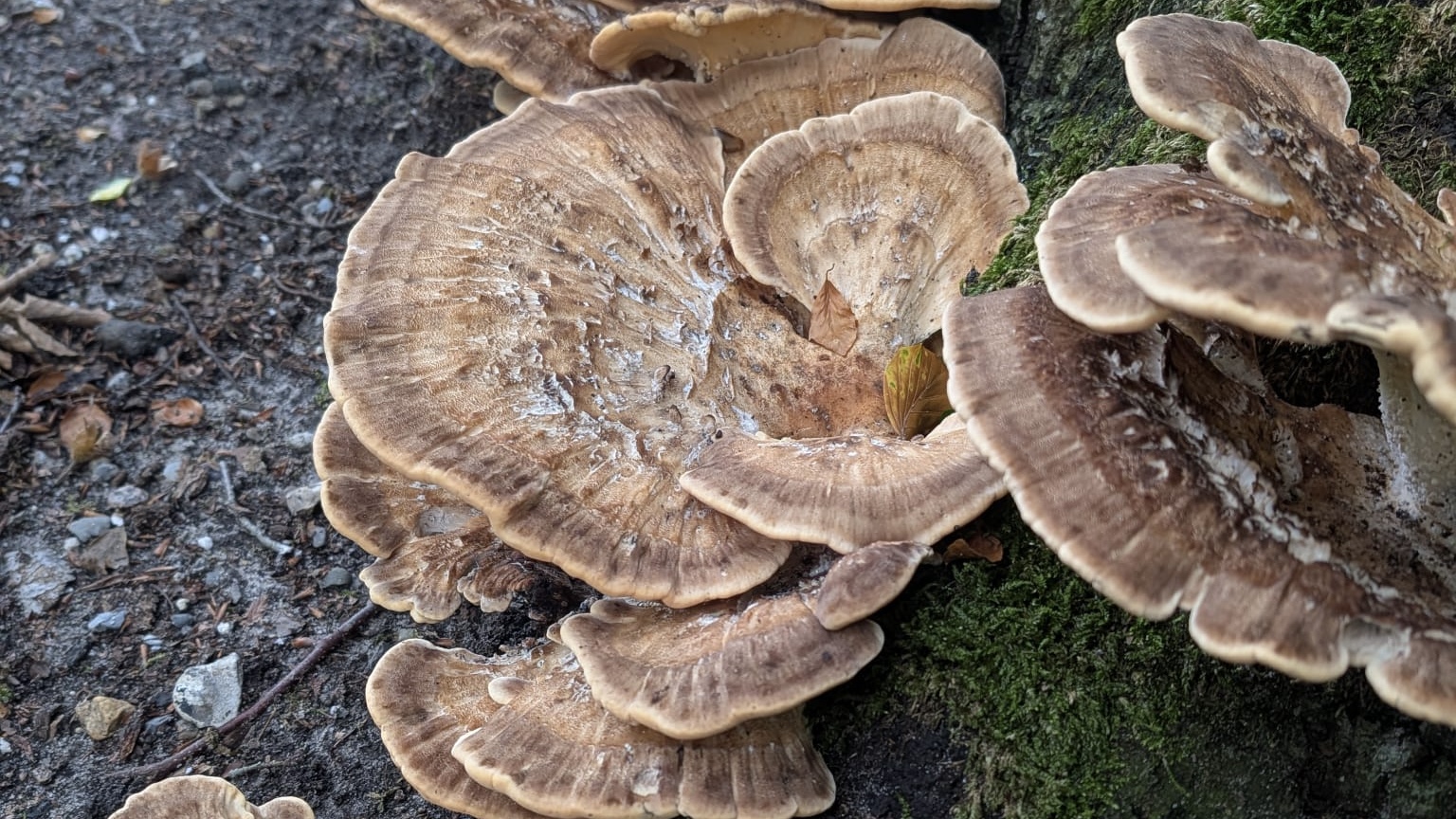 Paddenstoelenwerkgroep – Zwolse bos, Wapenveld
