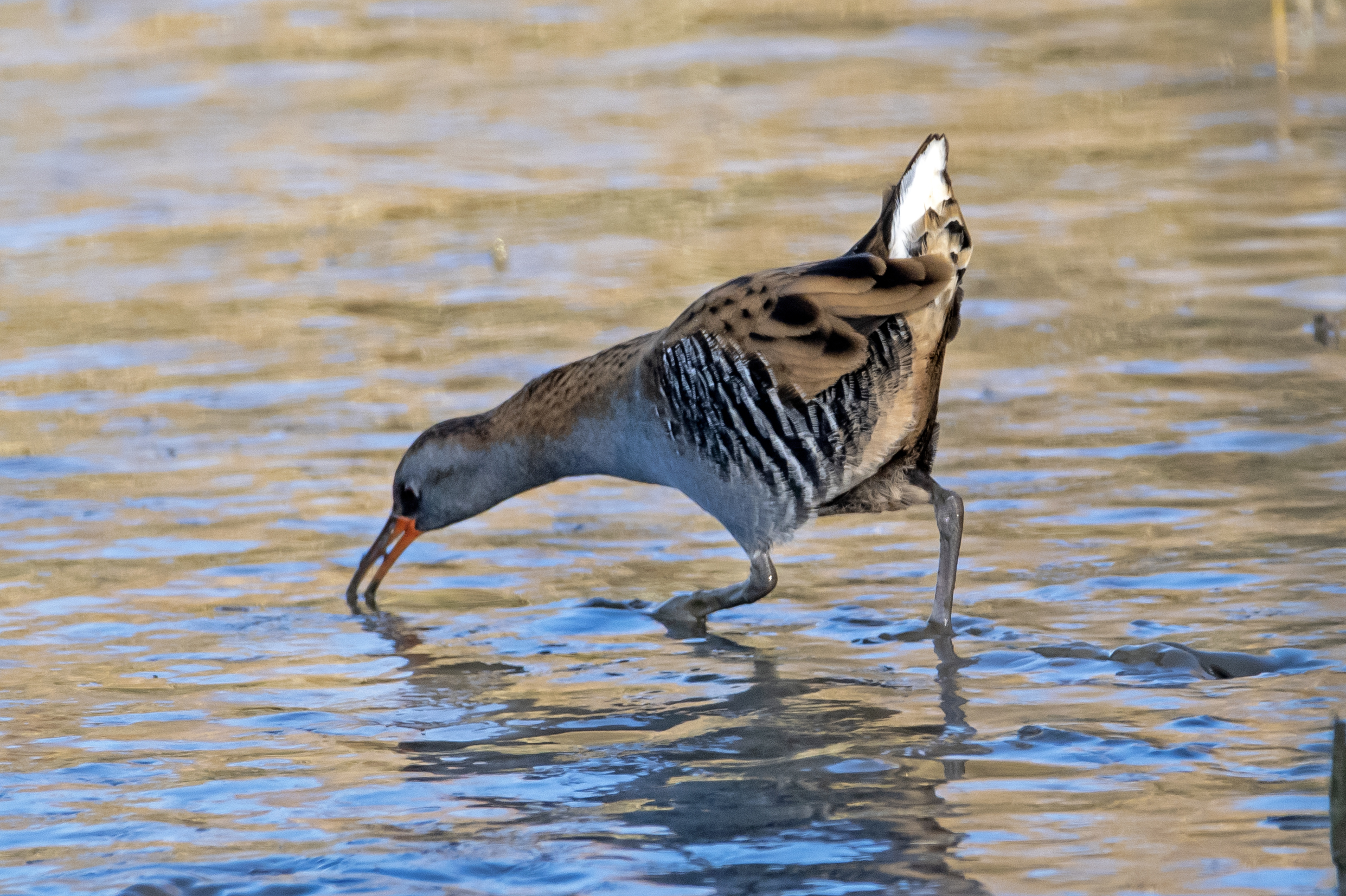 Excursie vogelwerkgroep – Molenpolder fietsexcursie