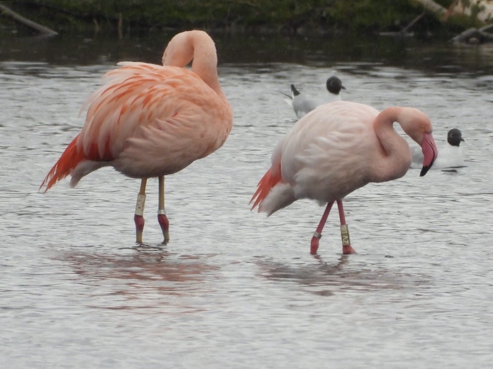 Excursie vogelwerkgroep – Zwillbrock / Winterswijk / Bekendelle