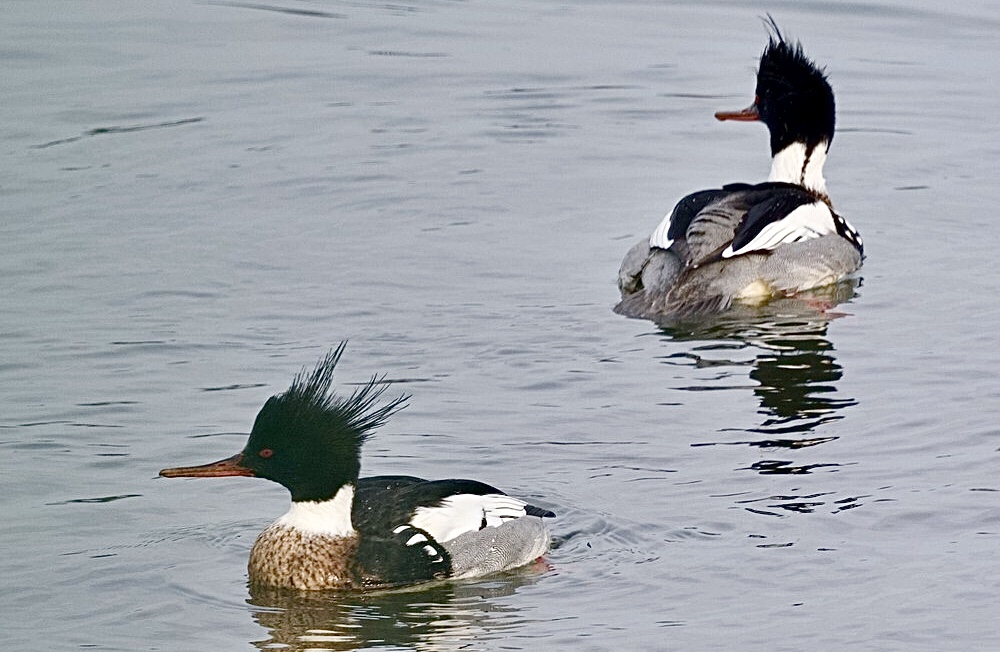 Excursie vogelwerkgroep – Lauwersoog