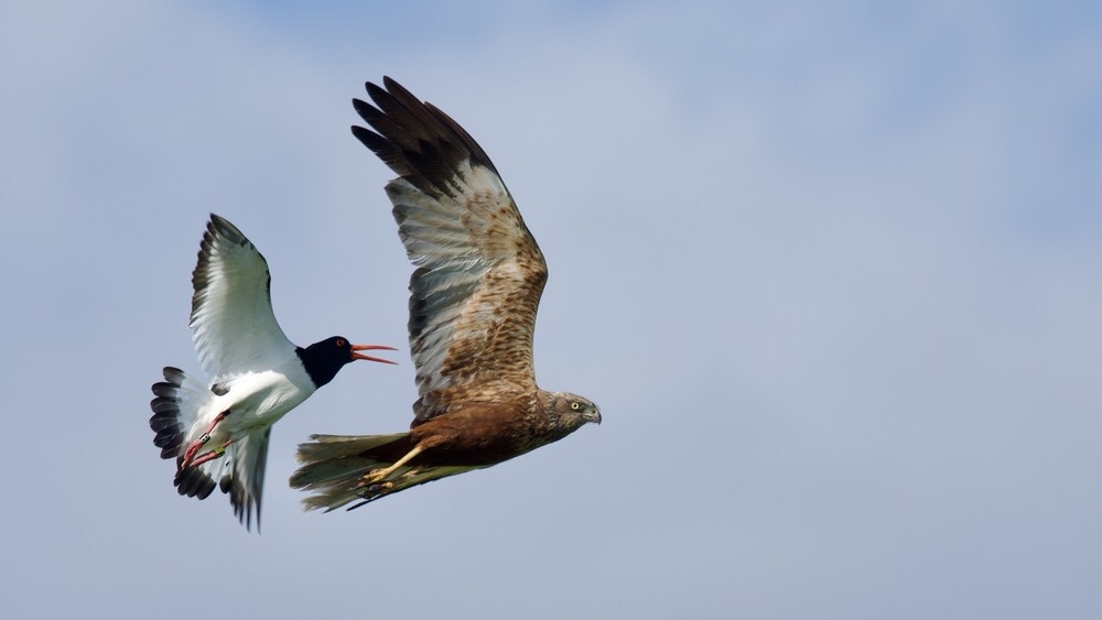 Excursie vogelwerkgroep – Tuschen Water en Onlanden