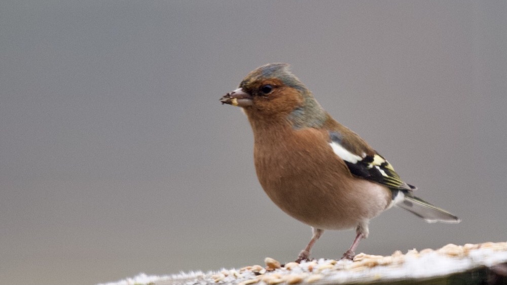 Excursie vogelwerkgroep – Duursche Waarden / Ossenwaard