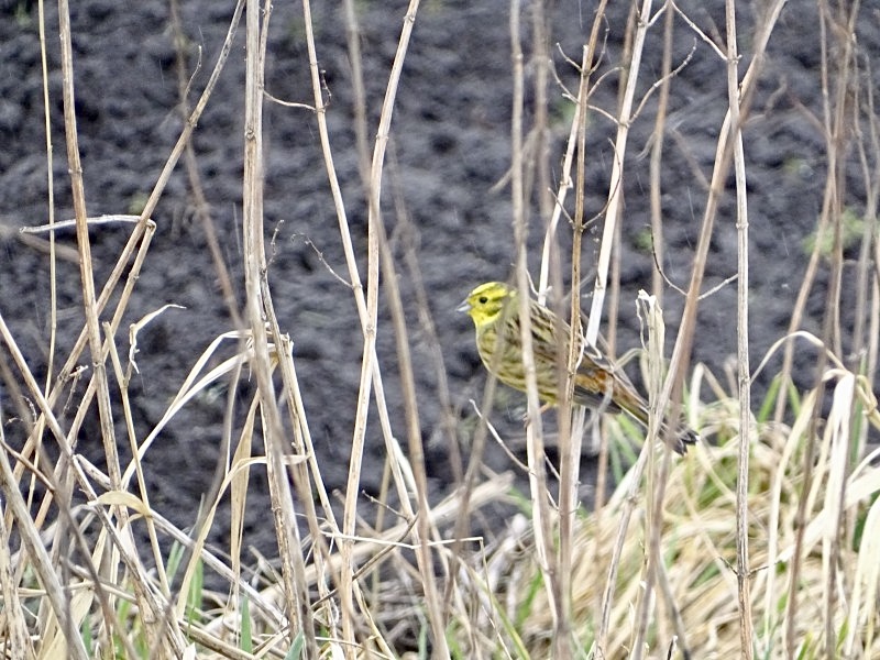 Excursie vogelwerkgroep – Dwingelerveld / Diependal