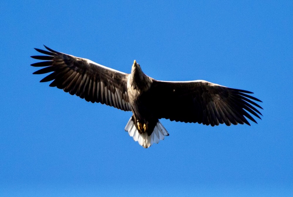 Excursie vogelwerkgroep – Oostvaardersplassen