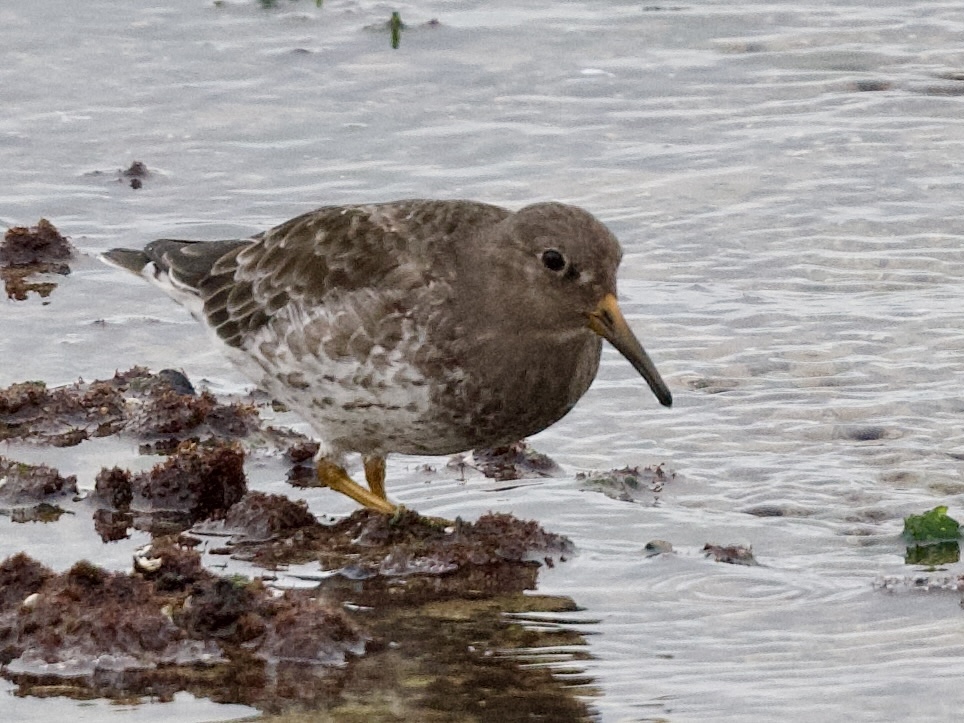 Excursie vogelwerkgroep – Pier van IJmuiden