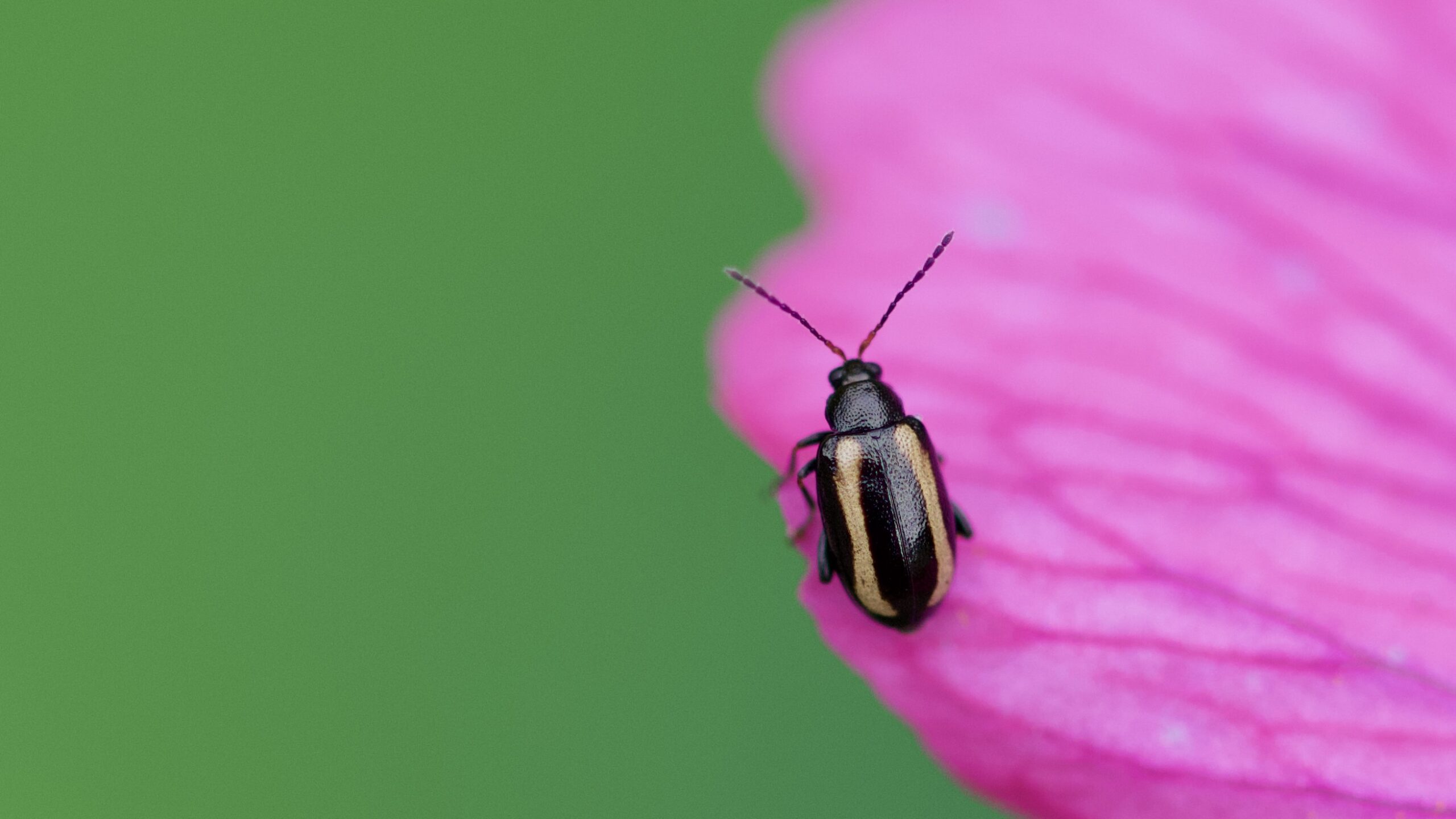 Insectenstudieavond