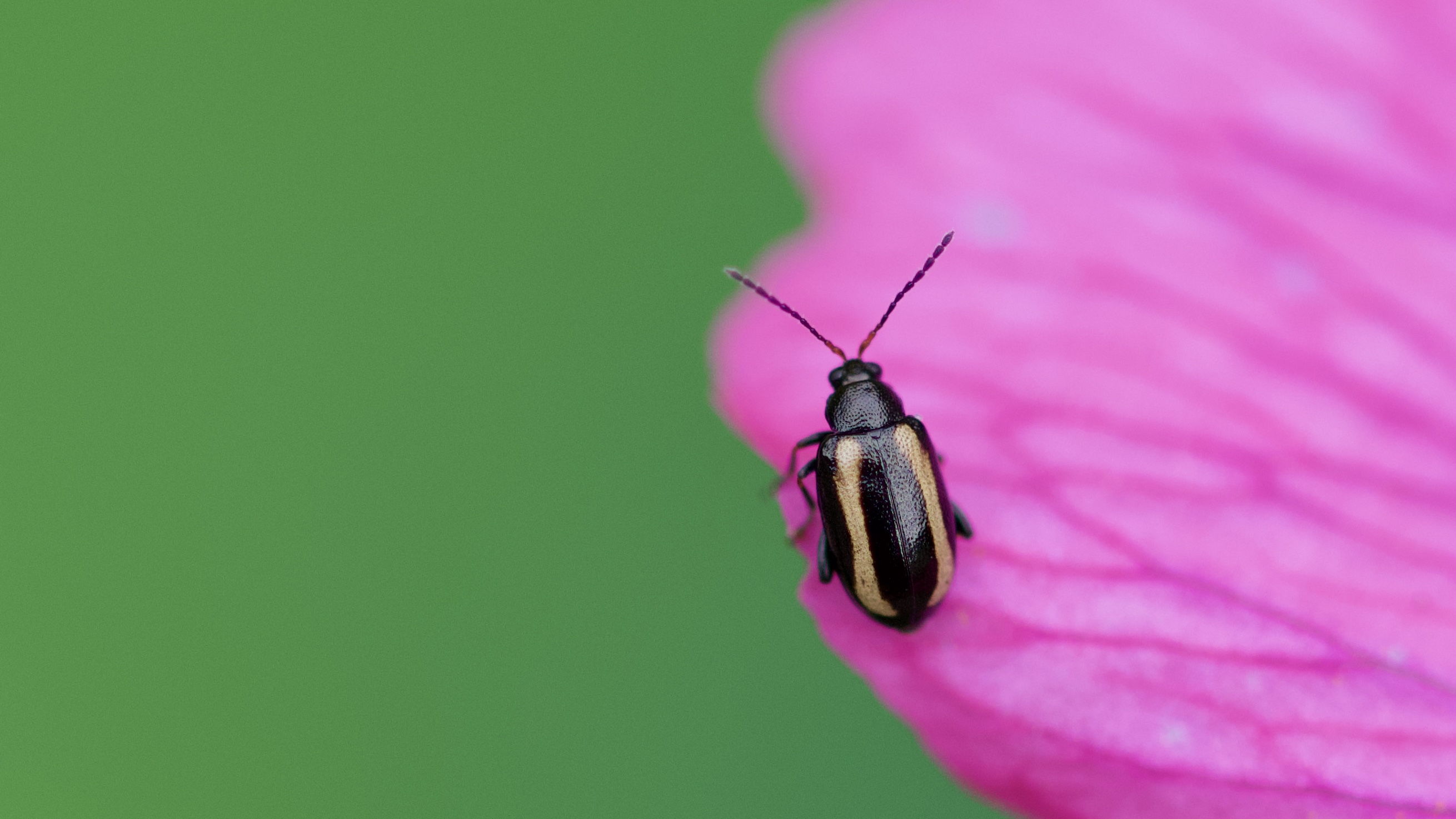 Insectenstudieavond