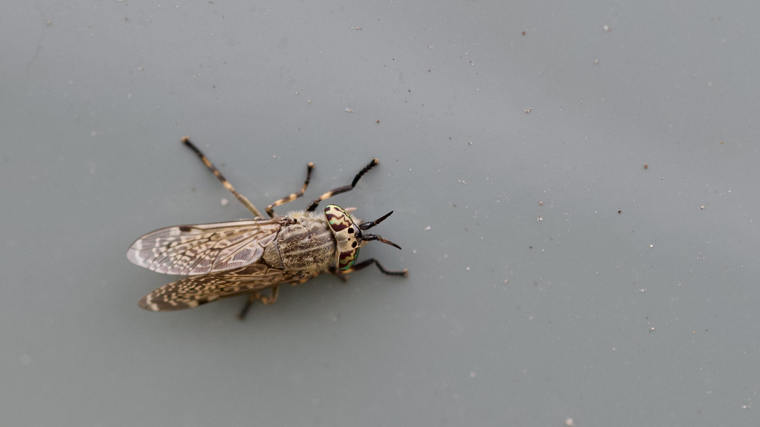 Insectenstudieavond