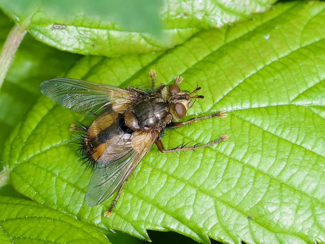 Insectenstudieavond