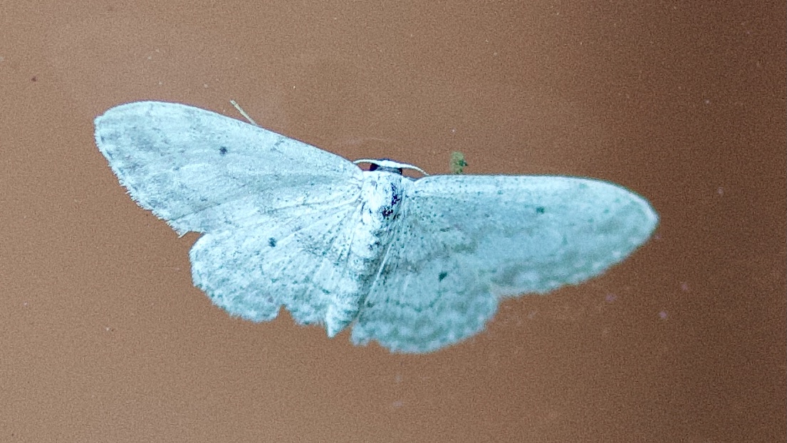 Insectenstudieavond