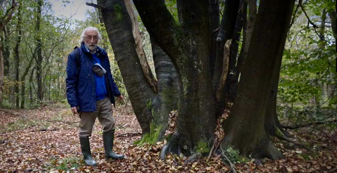 Film: Eeuwige Bossen