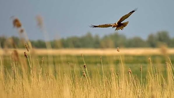 Hans-Erik Kuypers – De Oostvaardersplassen en haar vogels, over het beheer van een wetland in de polder.